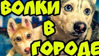 ВОЛКИ В ГОРОДЕ | ПРЕМЬЕРА КЛИПА | 200К ПОДПИСЧИКОВ | Хаски Бандит feat Mister Booble.