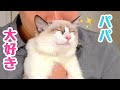 【ママ嫉妬】育休中のパパ、保護子猫とイチャイチャが見てらんないw