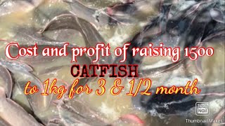 Cost and Profit of raising 1500 CATFISH to 1kg in 3 and half months