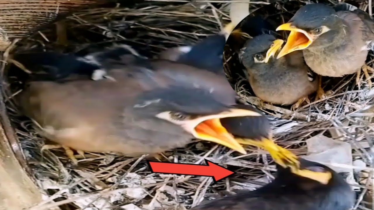 Myna bird feeds baby food on palm treesbaby YouTube