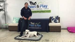 Training Tip Tuesday - The Three "D"s of Dog Training