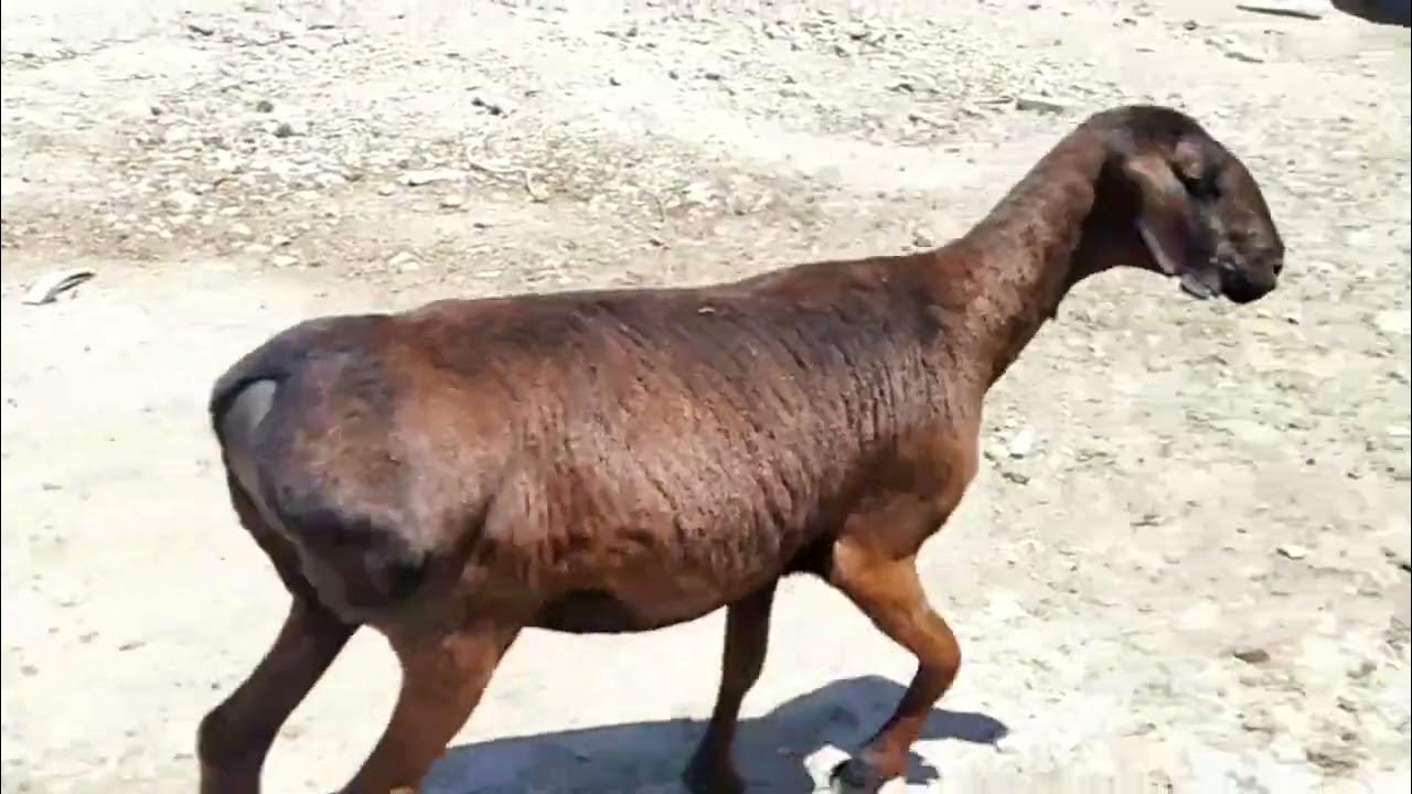 Дерзкий бык