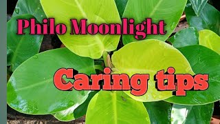 Philodendron Moonlight | Philodendron Moonlight with Caring tips | Leaves & Thorns