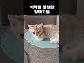 항상 배고픈냥이들 #고양이 #고양이일상