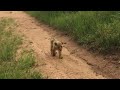 The CUTEST LION CUB You'll See THIS YEAR