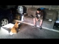 In A Box Behavior - Kit - Clicker Training In A Box Behavior - Kit - Clicker Training