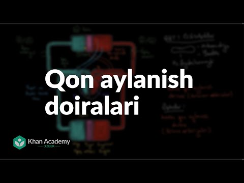 Qon aylanish doiralari | Qon aylanish tizimi | Tibbiyot