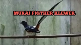 BURUNG MURAI FIGTHER EKOR PANJANG