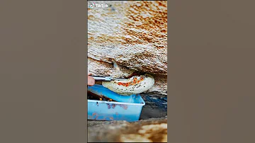 اروع حالات واتس اب سعودية استخراج العسل بجبال السعودية العراق المغرب الجزائر قطر البحرين تركيا 