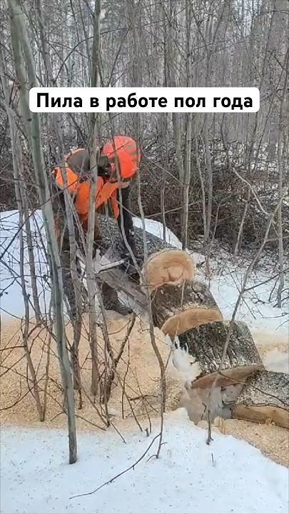 Бензопила в работе пол года #stihl #husqvarna #zimani #зимани - YouTube