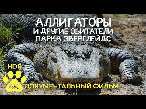 Аллигаторы и другие обитатели парка Эверглейдс, Флорида - Документальный фильм о животных 4К HDR
