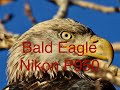 Bald Eagle - shot on Nikon P950