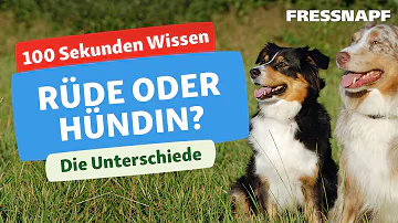 Wann ist ein Hund Paarungsbereit?