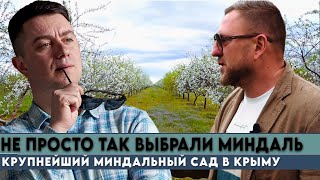 Порошок для мужской силы и сладкий соленый миндаль.Современный взгляд на сад. Перспективны ли орехи?