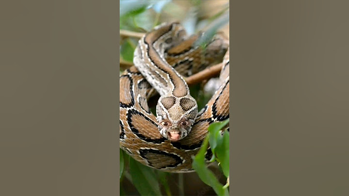 রাসেল'স ভাইপার, মা-রতে পারলেই ৫০ হাজার টাকা পুরস্কার | Russels Viper #shorts #funnyvideo #viral 🙏🙏