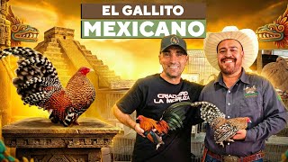The little rooster that conquered Mexico (the Aztec Rooster)