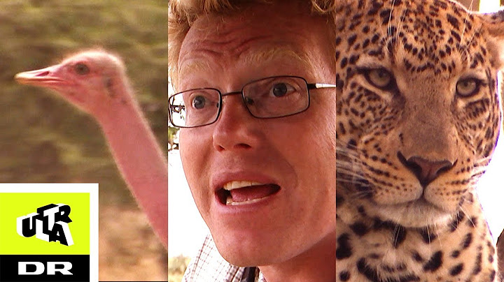 LEOPARDEN | Sebastian og Afrikas vildeste dyr | Ultra