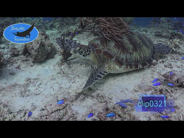 0321_Green sea turtle on coral reef. 4K Underwater Royalty Free Stock Footage