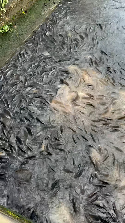 Panen ikan mas super banyak #ikanmas #shorts