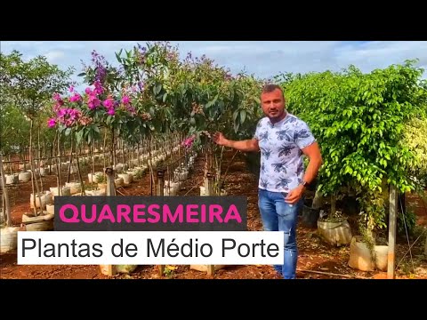 Vídeo: Cuidados com a rosa quaresmal - Dicas para cultivar a rosa quaresmal em seu jardim