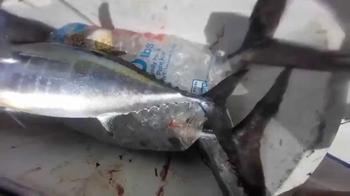 FSW March Fishing Madness Part II