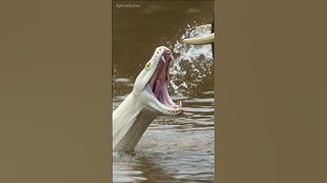 Python Strikes Back, Elephant Answers with Power 🐍🐘 | Viral Clash #shorts #snake #video