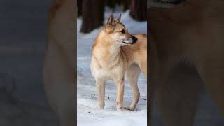 🐾 Meet the Spirited Finnish Spitz! 🦊✨ #dog #Dogs #Dogfact #Finnishspitz #finnishspitz
