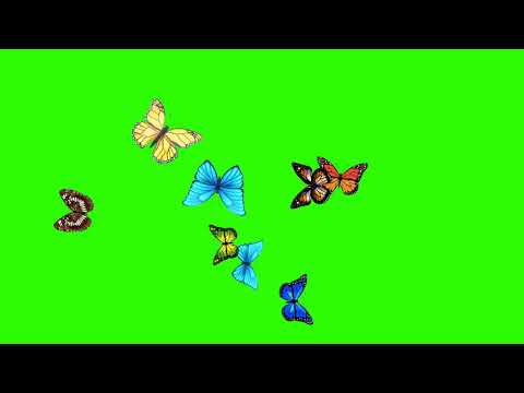 green screen butterfly