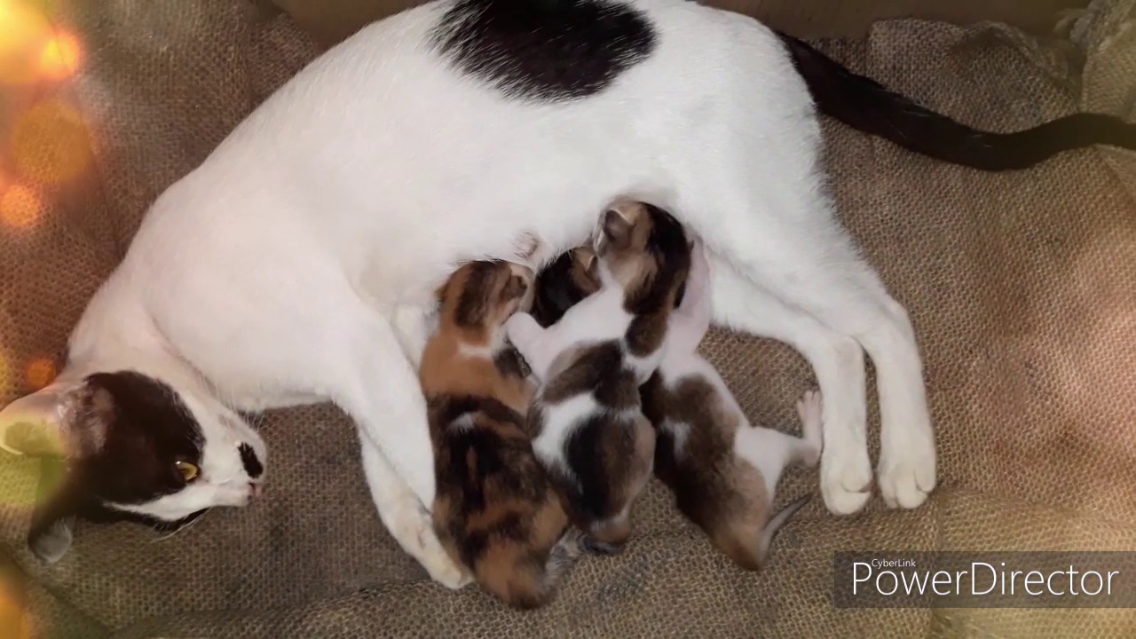 Cute kittens first time bath YouTube