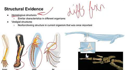 7.6 evidence of evolution