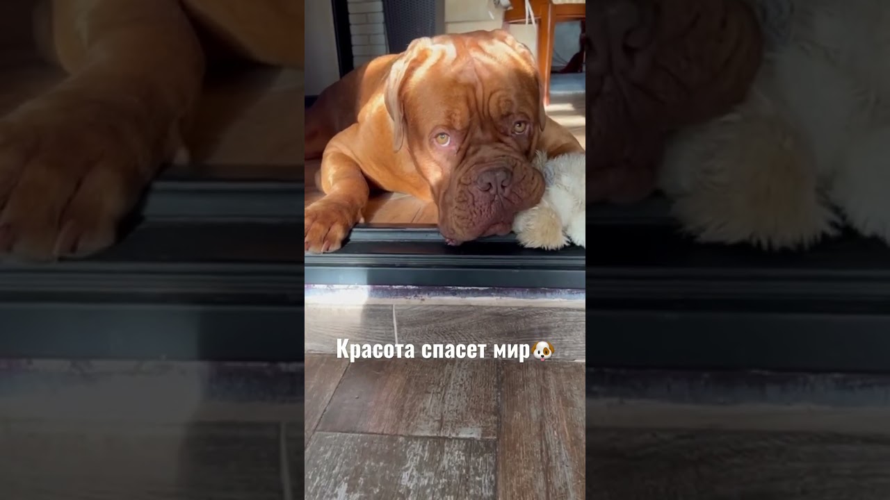 Красота спасет мир🐶 