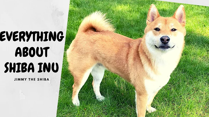 What You Should Know BEFORE Getting a Shiba Inu - DayDayNews