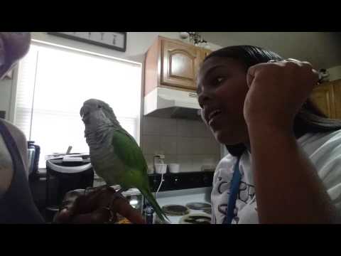 swearing-talking-quaker-parrot-calls-for-dog
