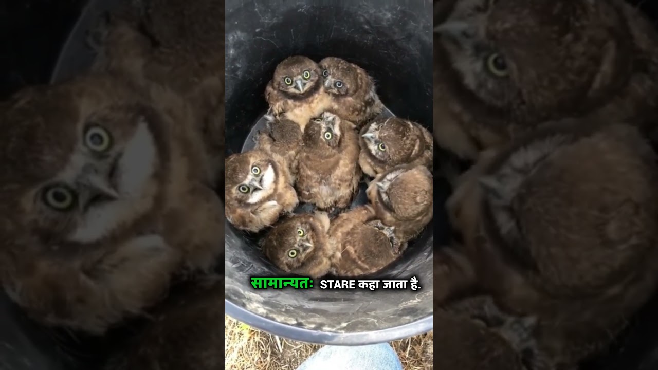 Nature’s Wisest  Stealth Predator! OWL 🧠🥷⚔️🦉🦉🦉