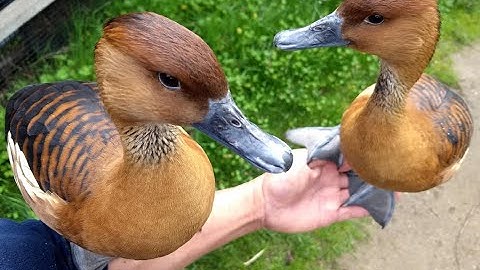 ULTRAKILL EA | Minos Prime Sad Nailgun only, no damage