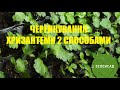 Розмноження хризантеми черенками 2 способами. Котрий ефективніший?