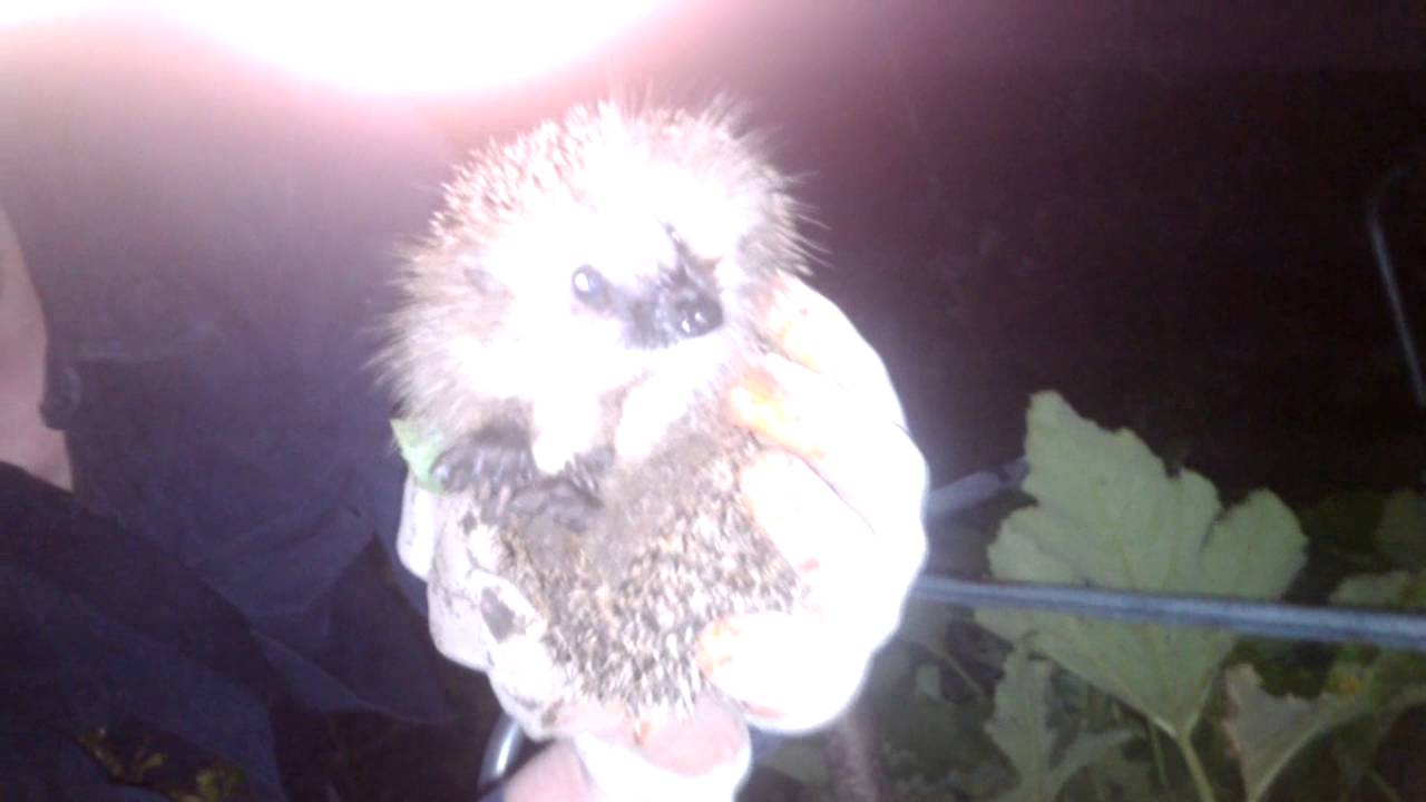 Лесной еж на дачи . - YouTube