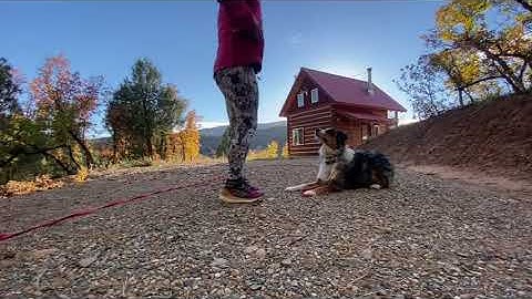 Luka Learns to Heel using the TWC way from Ivan Balabanov