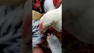 فوائد الحلبة للدجاج