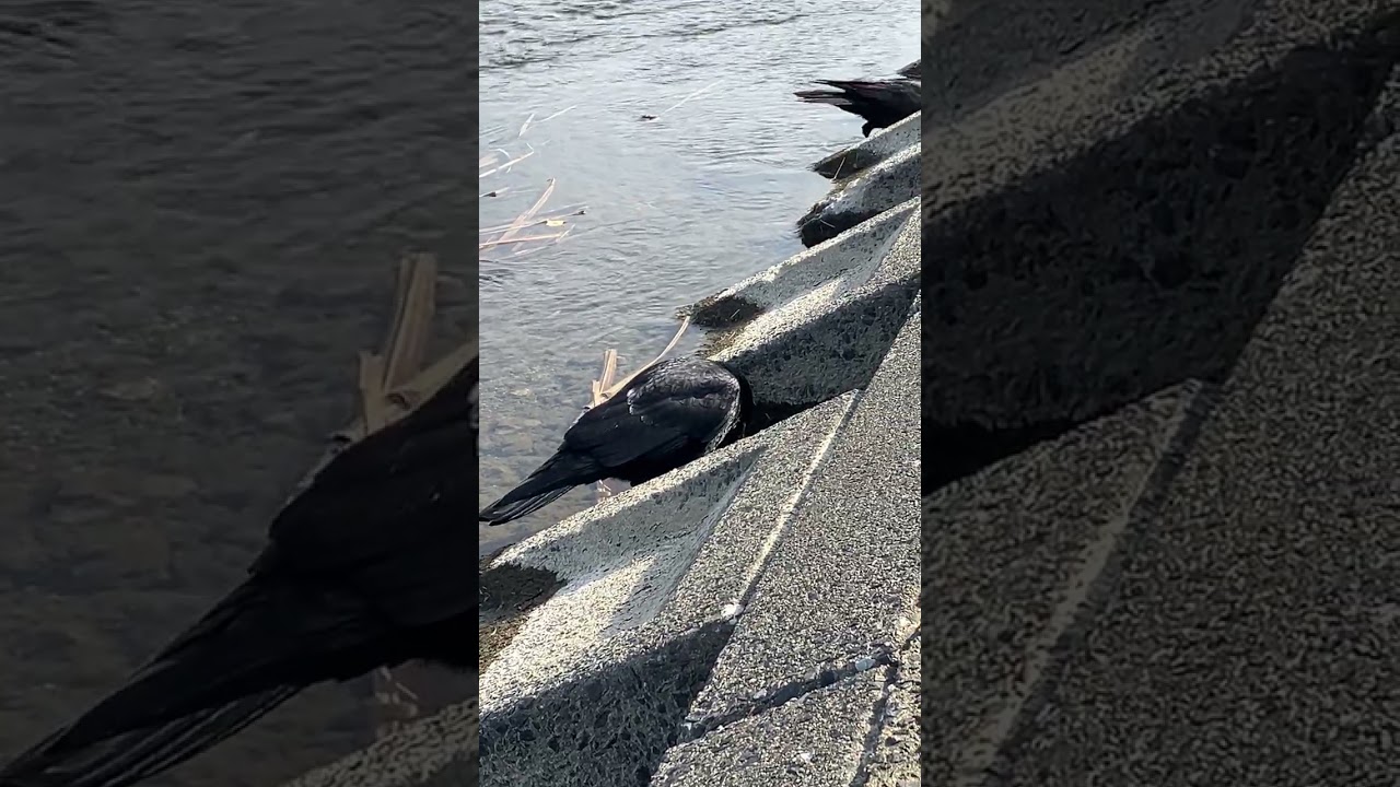 川のカラスを眺めていたい。【癒された】