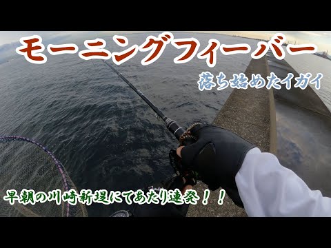 [ヘチ釣り]　川崎新堤のモーニングフィーバー