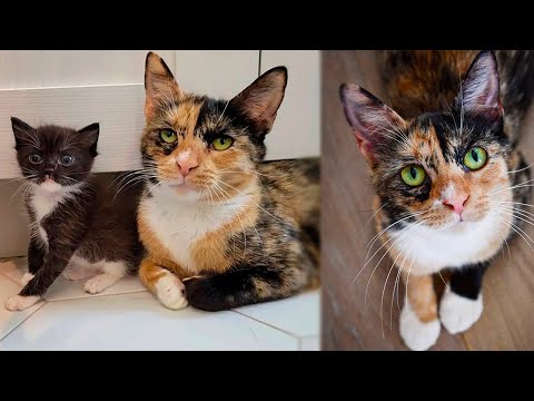Video: Kas yra Cat Scratch fever ir kaip galite išvengti infekcijos?