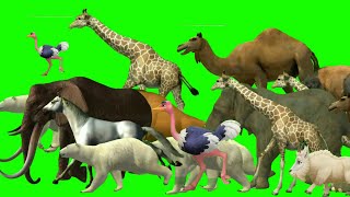 Wildlife Animal Stampede Running And Walking Forest Animals Green Screen Stampede Green Screen
