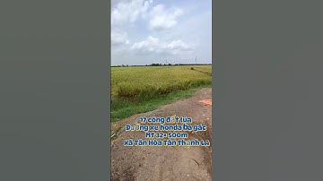 Sang nhượng 17 công đất trồng lúa xã Tân Hòa Tân Thạnh LA #nhadatmyle #xuhuongyoutube #batdongsan