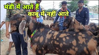 एक तो गर्मी ऊपर से इन बकरो की बेशर्मी  | bakra mandi ajmer 2021 | goat market | pkraj vlogs