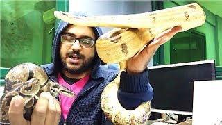 احسن ثعبان للتربيه في البيت - بوا عاصرة - اصلة كروية Ball Python Vs Boa Constrictor