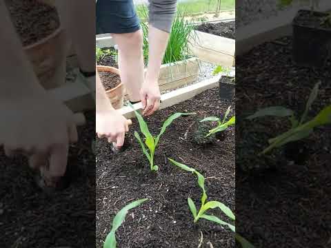 Video: Hvordan dyrke maisplanter innendørs