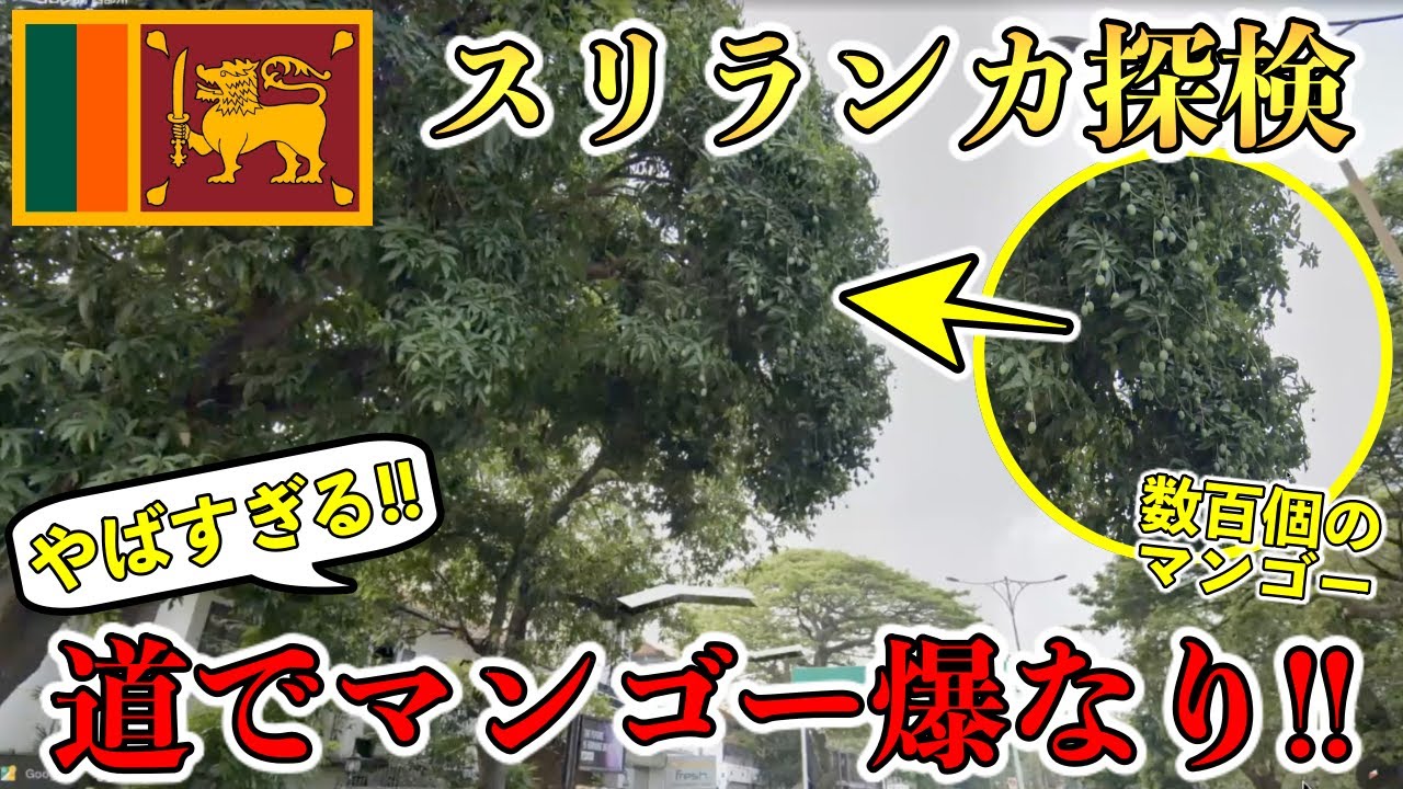 セカタビ#11】街中のマンゴーが大量結実！「スリランカ」の探検