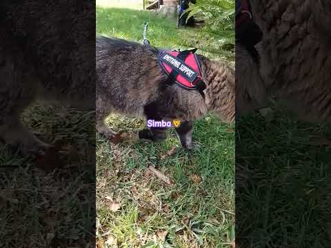 Simba My Lion King Catvideo Catsruleeverythingaroundme