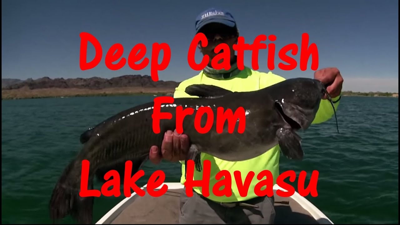 Catfish fight from 40ft down Lake Havasu YouTube